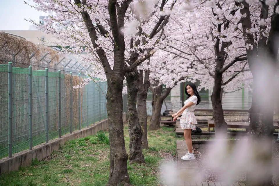 A woman in white under cherry blossoms beside a fence