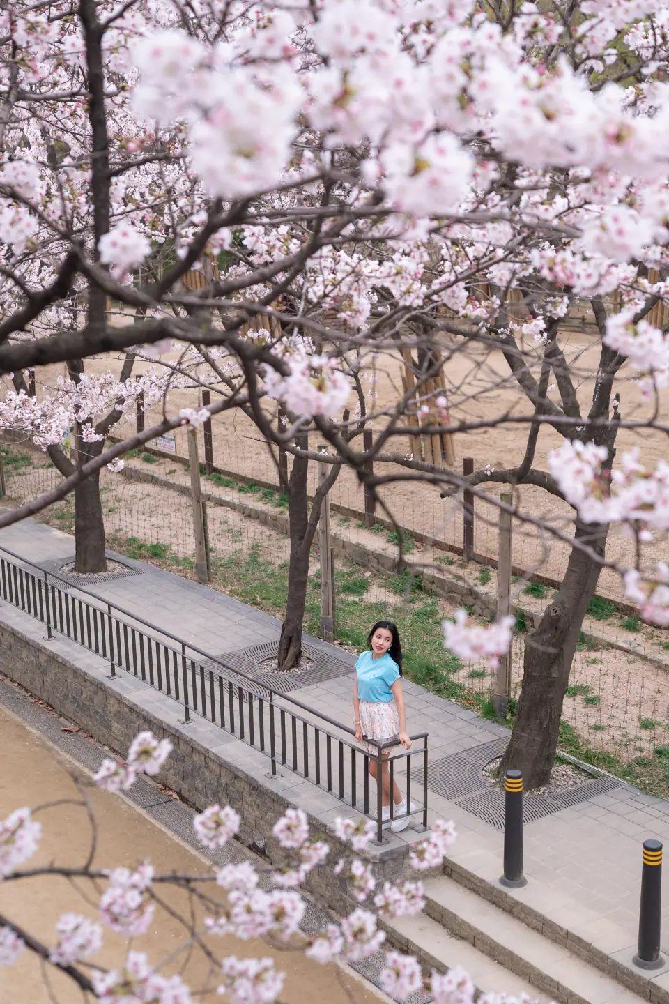 A woman walking a path beneath cherry blossoms, seen from above